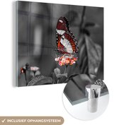 MuchoWow - Glasschilderij - Foto op glas - Acrylglas - Dieren - Vlinder - Bloemen - Natuur - Oranje - Muurdecoratie - 40x30 cm - Wanddecoratie glas - Glasschilderij vlinder