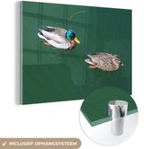 Une paire de canards sauvages en plexiglas d'eau verte 120x80 cm - Tirage photo sur Glas (décoration murale plexiglas)