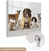 MuchoWow® Glasschilderij 50x50 cm - Schilderij acrylglas - Groepsportret van honden - Foto op glas - Schilderijen