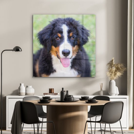 MuchoWow® Peinture sur verre 90x90 cm - Peinture sur verre - Bouvier Berner sur l'herbe verte - Photo sur verre acrylique - Peintures