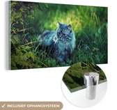 MuchoWow® Glasschilderij 160x80 cm - Schilderij acrylglas - Grijze kat - Foto op glas - Schilderijen