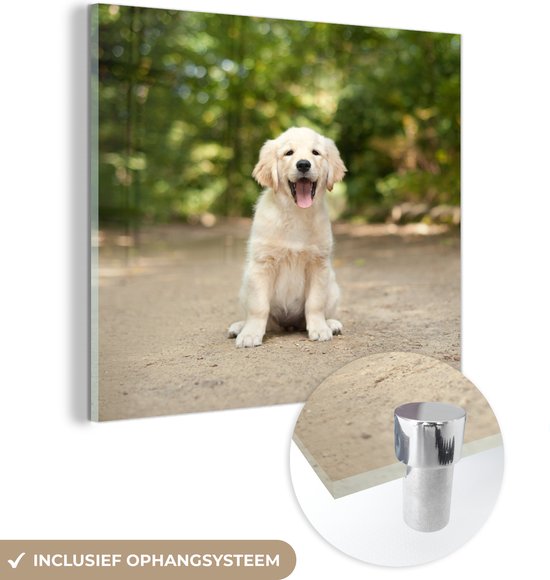 MuchoWow® Glasschilderij - Labrador Retriever puppy zit op een bospad - 50x50 cm - Acrylglas Schilderijen - Foto op Glas