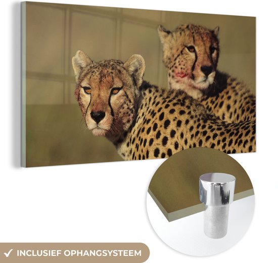 MuchoWow® Glasschilderij 80x40 cm - Schilderij acrylglas - Twee cheeta's op de savanne - Foto op glas - Schilderijen
