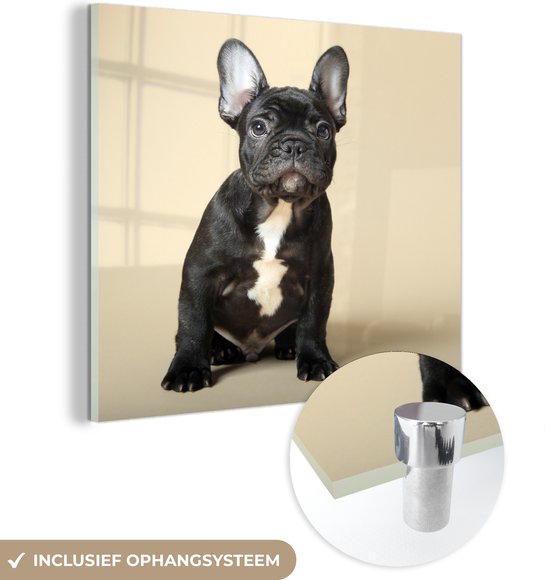 MuchoWow® Glasschilderij 20x20 cm - Schilderij acrylglas - Franse Bulldog - Zwart - Beige - Foto op glas - Schilderijen