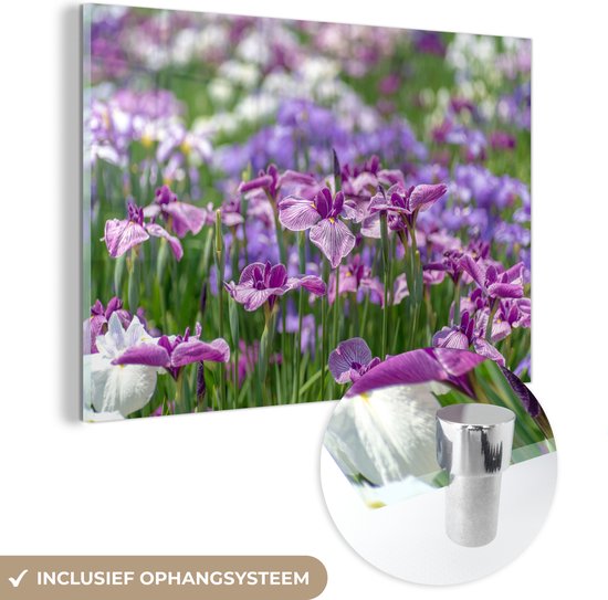 MuchoWow® Glasschilderij 180x120 cm - Schilderij acrylglas - Japanse irisbloemen - Paars - Veld - Foto op glas - Schilderijen
