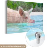 MuchoWow® Peinture sur Verre - Cochon - Animal - Water - 30x20 cm - Peintures sur Verre Acrylique - Photo sur Glas