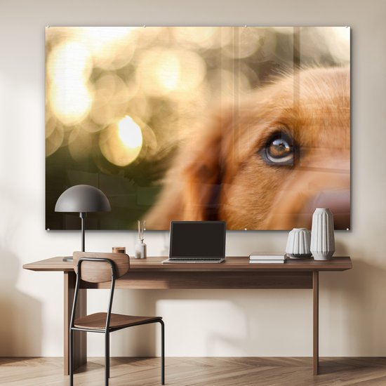 Le scintillement dans l'oeil du Golden Retriever Plexiglass 180x120 cm - Tirage photo sur Glas (Décoration murale Plexiglass) XXL / Groot format!