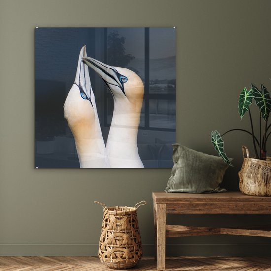 Couple de Fous de Bassan Plexiglas 90x90 cm - Tirage Photo sur Glas (Décoration murale Plexiglas)