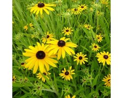 6x Zonnehoed - Rudbeckia fulgida 'Speciosa' - Pot 9x9cm