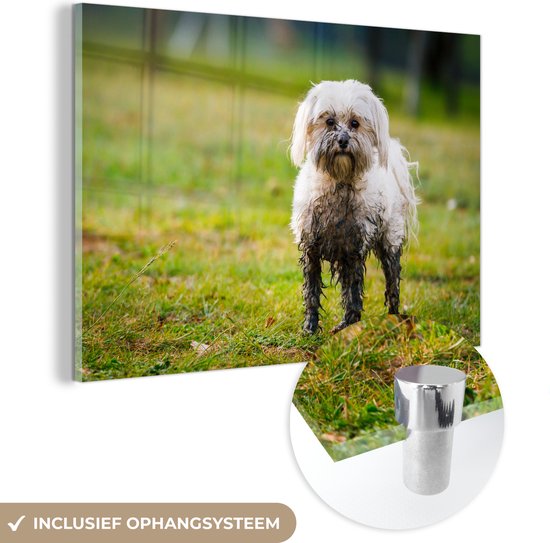 MuchoWow® Glasschilderij 150x100 cm - Schilderij acrylglas - Een kleine Maltezer hond half bedekt met modder - Foto op glas - Schilderijen