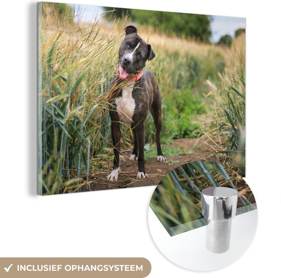 MuchoWow® Peinture sur Verre - Un Staffordshire Bull Terrier dans les hautes herbes - 150x100 cm - Peintures sur Verre Peintures - Photo sur Glas
