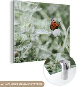 MuchoWow® Glasschilderij 20x20 cm - Schilderij acrylglas - Dagpauwoog vlinder met brandnetels - Foto op glas - Schilderijen