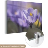 MuchoWow® Glasschilderij 150x100 cm - Schilderij acrylglas - Lente - Krokus - Paars - Foto op glas - Schilderijen