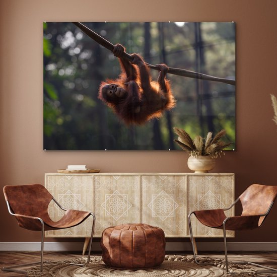 Tableau sur Verre - Jeune Orang-outan Suspendu à une Branche - 180x120 cm - Peintures sur Verre Peintures - Photo sur Glas