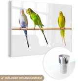 MuchoWow® Peinture sur verre 180x120 cm - Peinture sur verre - Perruches chuchotant sur fond blanc - Photo sur verre acrylique - Peintures