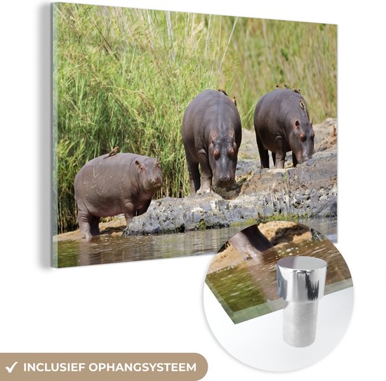 Glasschilderij - Nijlpaarden - Water - Zuid-Afrika - Acrylglas Schilderijen - Foto op Glas
