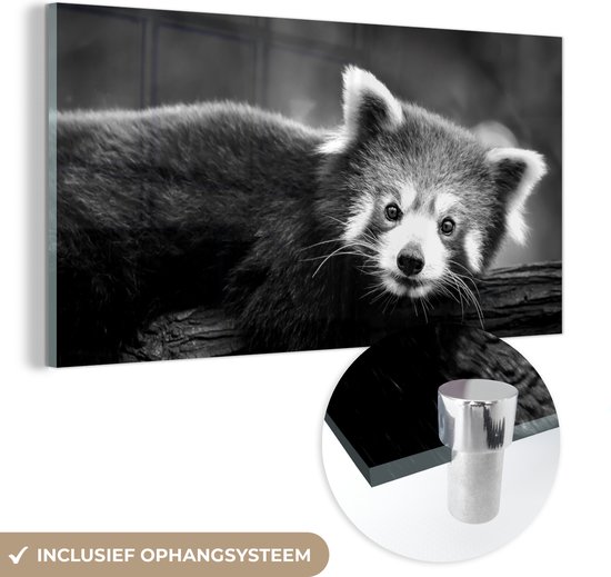 MuchoWow® Glasschilderij 40x20 cm - Schilderij acrylglas - Rode panda op een boomstam - zwart wit - Foto op glas - Schilderijen