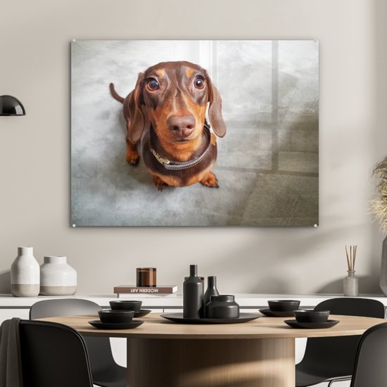 Gros plan de la tête d'un teckel en plexiglas 80x60 cm - Tirage photo sur Glas (décoration murale en plexiglas)