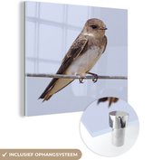 MuchoWow® Glasschilderij 20x20 cm - Schilderij acrylglas - Zijaanzicht van een oeverzwaluw - Foto op glas - Schilderijen