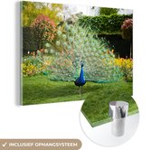 MuchoWow® Glasschilderij 120x80 cm - Schilderij acrylglas - Pauw - Veren - Tuin - Foto op glas - Schilderijen