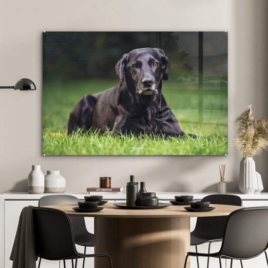 Un labrador noir dans l'herbe Plexiglas 120x80 cm - Tirage photo sur Glas (décoration murale plexiglas)