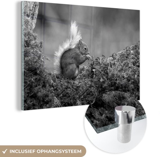 MuchoWow® Peinture sur verre 150x100 cm - Peinture sur verre acrylique - Écureuil roux dans la forêt - noir et blanc - Photo sur verre - Peintures