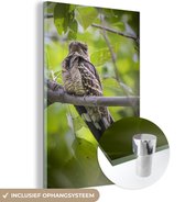 MuchoWow® Glasschilderij 120x180 cm - Schilderij acrylglas - Nachtzwaluw neergestreken op een tak - Foto op glas - Schilderijen