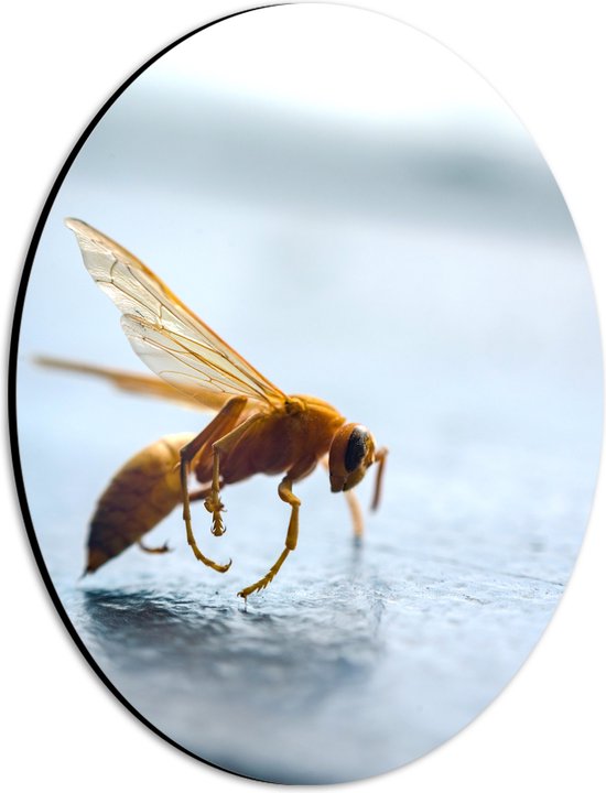 Dibond Ovaal - Zijaanzicht van Geel Insect met Vleugels - 21x28 cm Foto op Ovaal (Met Ophangsysteem)