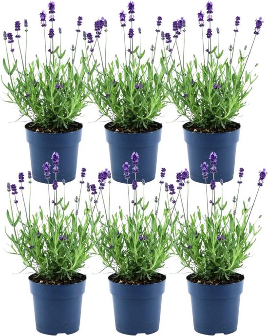 Plants by Frank - Lavandula angustifolia Felice® Ø12 cm ↨25 cm - Set van 6 echte Lavendel - Lavendelplant - Bloeiende buitenplanten winterhard - direct van de kweker