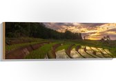 Hout - Rijstvelden Vol Regenwater in Indonesië - 90x30 cm - 9 mm dik - Foto op Hout (Met Ophangsysteem)