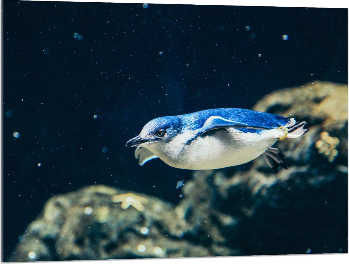 Acrylglas - Zwemmende Blauwe Pingïun door Aquarium - 100x75 cm Foto op Acrylglas (Wanddecoratie op Acrylaat)