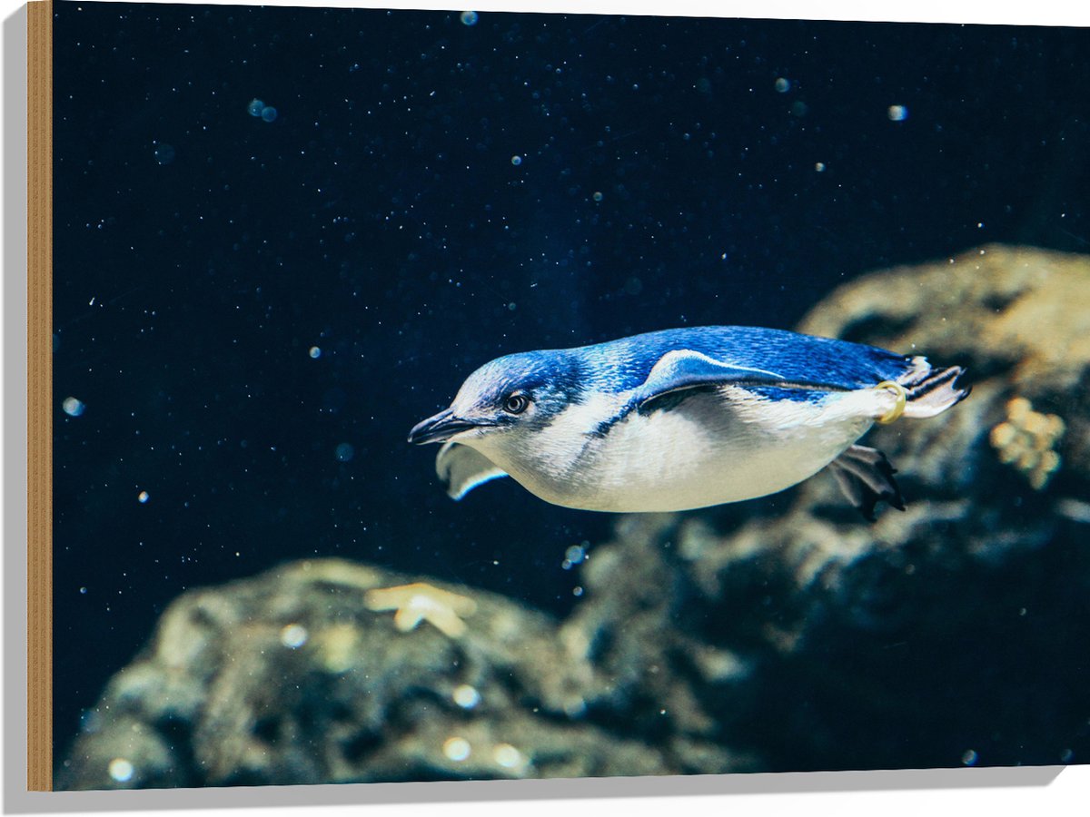 Hout - Zwemmende Blauwe Pingïun door Aquarium - 80x60 cm - 9 mm dik - Foto op Hout (Met Ophangsysteem)