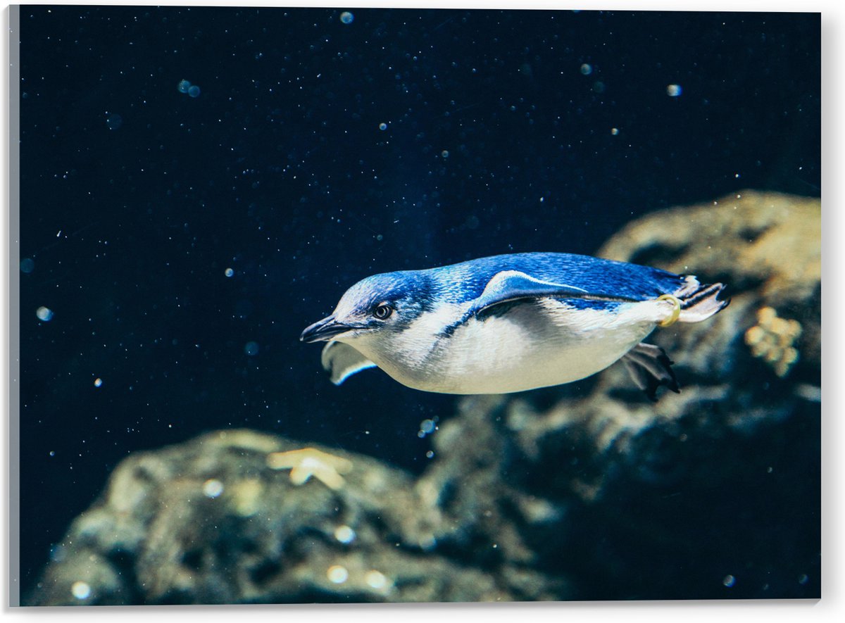 Acrylglas - Zwemmende Blauwe Pingïun door Aquarium - 40x30 cm Foto op Acrylglas (Met Ophangsysteem)