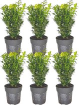 Plants by Frank - 1 meter buxushaag | 6 winterharde Buxus Sempervirens planten voor een groenblijvende haag| Vers van de kwekerij