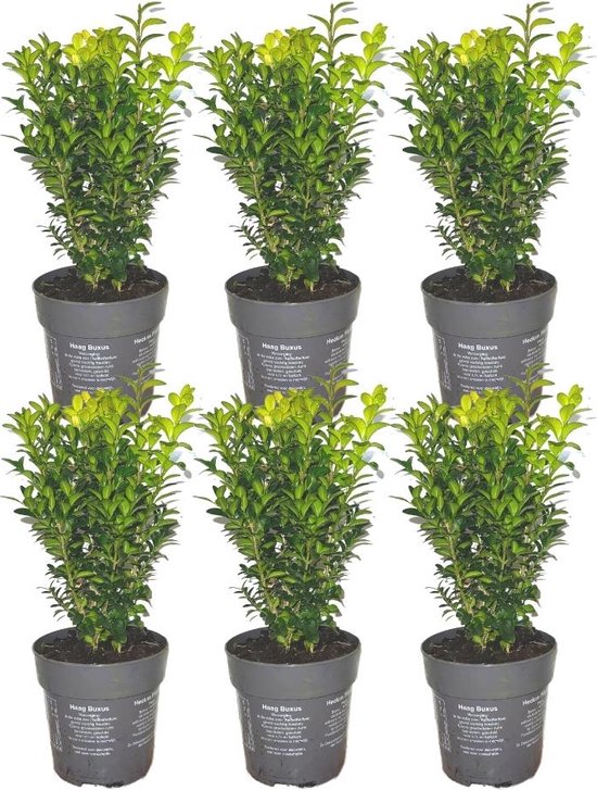 Plants by Frank - 1 meter buxushaag | 6 winterharde Buxus Sempervirens planten voor een groenblijvende haag| Vers van de kwekerij