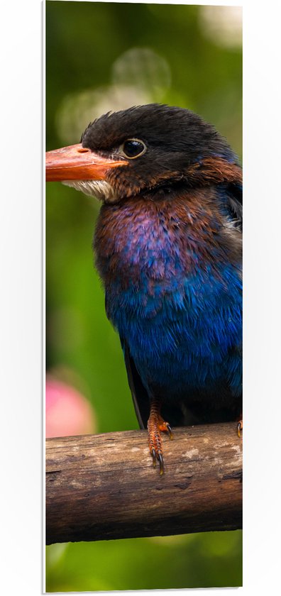 PVC Schuimplaat - IJsvogel met Blauwe en Paarse Borst Zittend op Boomstam - 30x90 cm Foto op PVC Schuimplaat (Met Ophangsysteem)