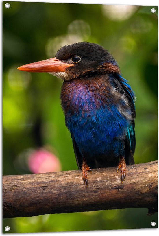 Tuinposter – IJsvogel met Blauwe en Paarse Borst Zittend op Boomstam - 70x105 cm Foto op Tuinposter (wanddecoratie voor buiten en binnen)