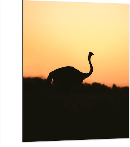 Dibond - Silhouet van Struisvogel bij Bossen tijdens Zonsondergang - 75x100 cm Foto op Aluminium (Wanddecoratie van metaal)