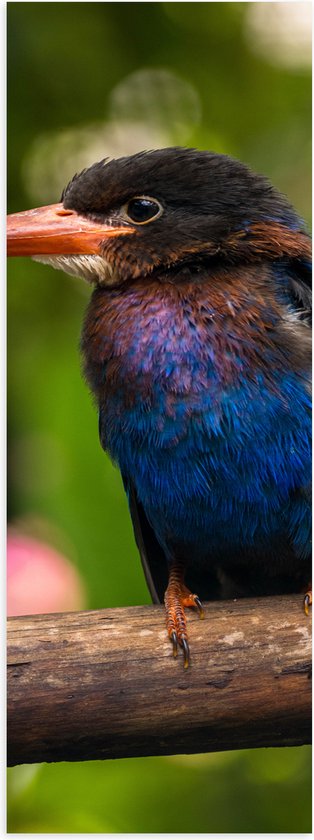 Poster Glanzend – IJsvogel met Blauwe en Paarse Borst Zittend op Boomstam - 50x150 cm Foto op Posterpapier met Glanzende Afwerking