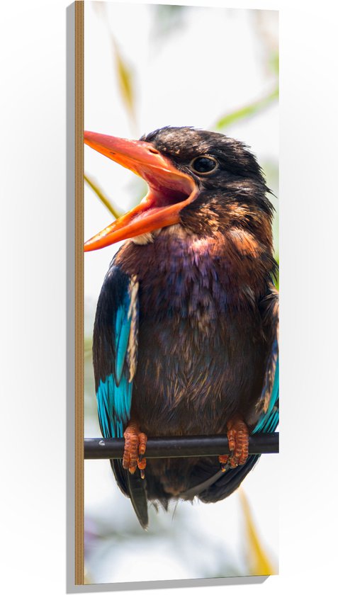 Hout - Kleurrijke IJsvogel met Open Snavel Zittend op Smalle Tak - 40x120 cm - 9 mm dik - Foto op Hout (Met Ophangsysteem)