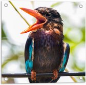 Tuinposter – Kleurrijke IJsvogel met Open Snavel Zittend op Smalle Tak - 50x50 cm Foto op Tuinposter (wanddecoratie voor buiten en binnen)