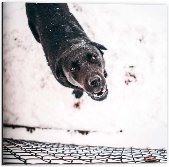 Dibond - Omhoogkijkende Bruine Labrador spelend in de Sneeuw - 50x50 cm Foto op Aluminium (Met Ophangsysteem)