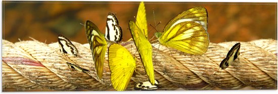 Vlag - Groep Zwart met Gele en Witte Vlinders Zittend op Dik Touw - 60x20 cm Foto op Polyester Vlag