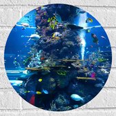 Muursticker Cirkel - Verschillende Soorten Vissen Zwemmend Rond Koraal - 40x40 cm Foto op Muursticker