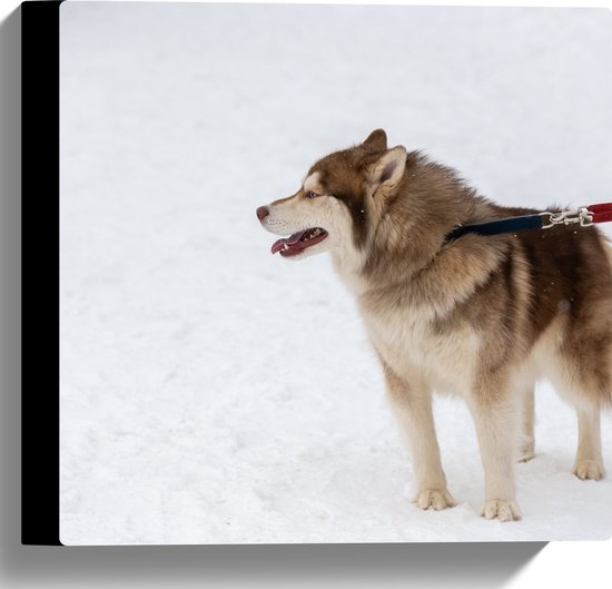 Canvas - Husky Hond aan Lijn lopend door Besneeuwd Veld - 30x30 cm Foto op Canvas Schilderij (Wanddecoratie op Canvas)