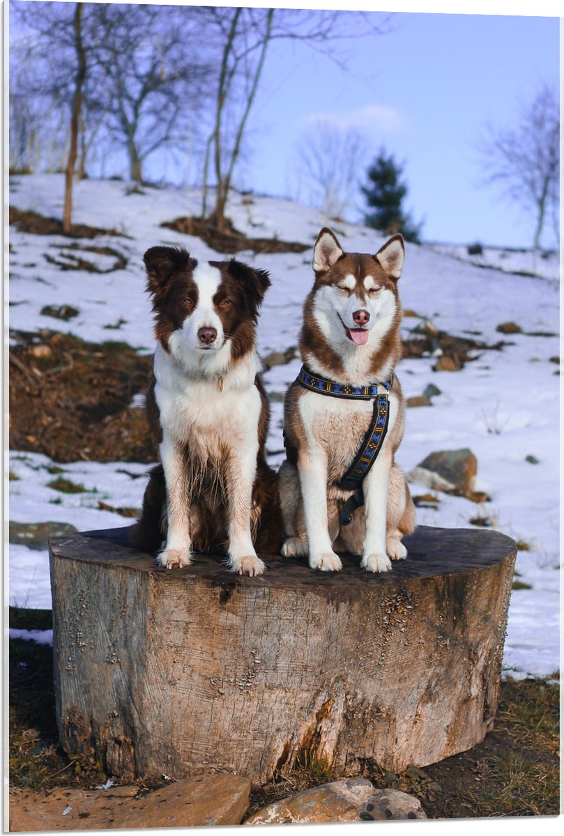 Acrylglas - Siberische Husky en Border Collie Honden op Dikke Boomstam in Sneeuw Landschap