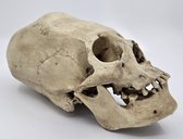 Preparatenshop replica cast schedel Peruviaanse vrouw