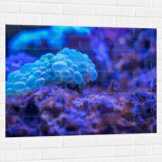 Muursticker - Felblauw Koraal in de Zee - 100x75 cm Foto op Muursticker