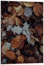 Dibond - Herfst Bladeren - 60x90 cm Foto op Aluminium (Met Ophangsysteem)