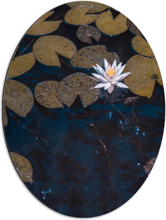 Dibond Ovaal - Witte Waterlelies - 51x68 cm Foto op Ovaal (Met Ophangsysteem)
